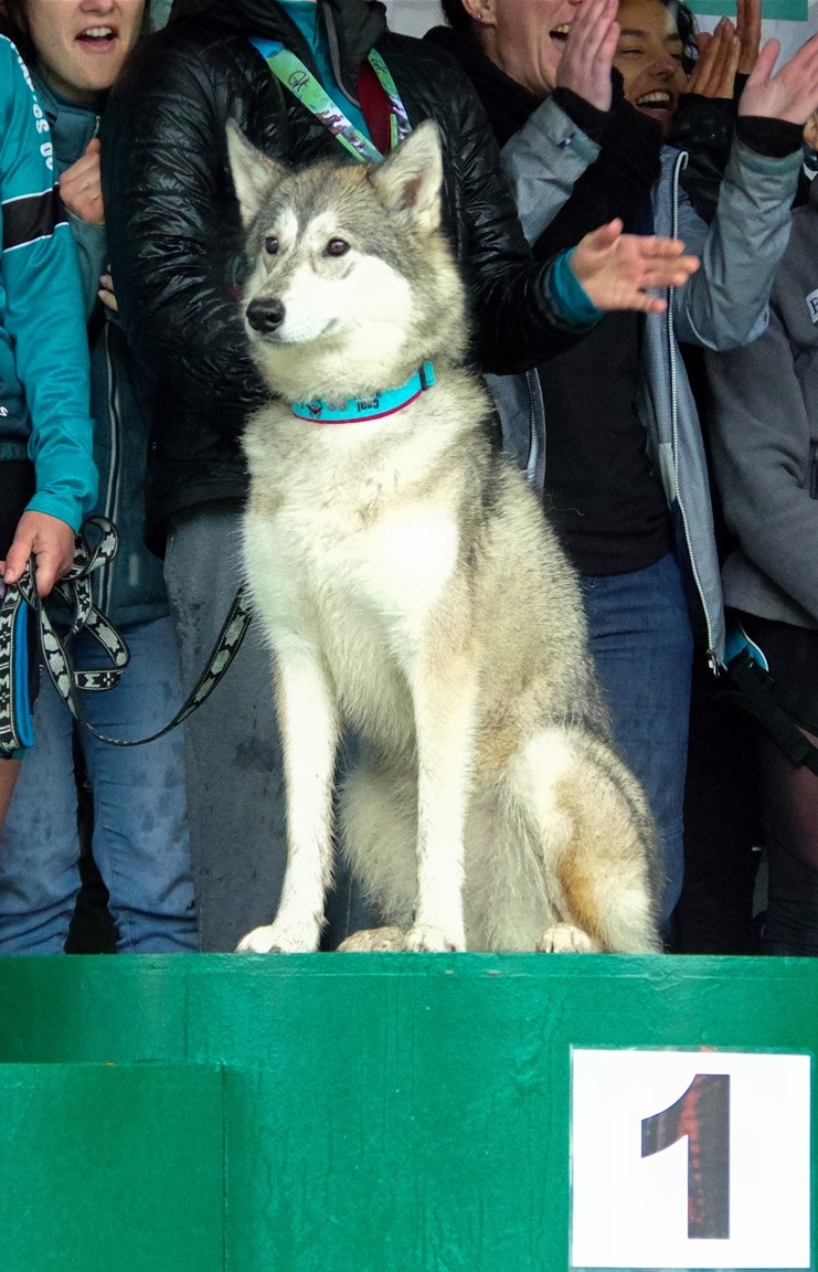 Podium canin