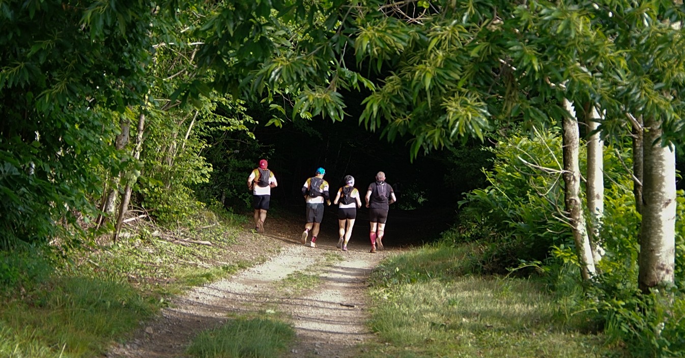 40 - Vers l'ombre du sous bois