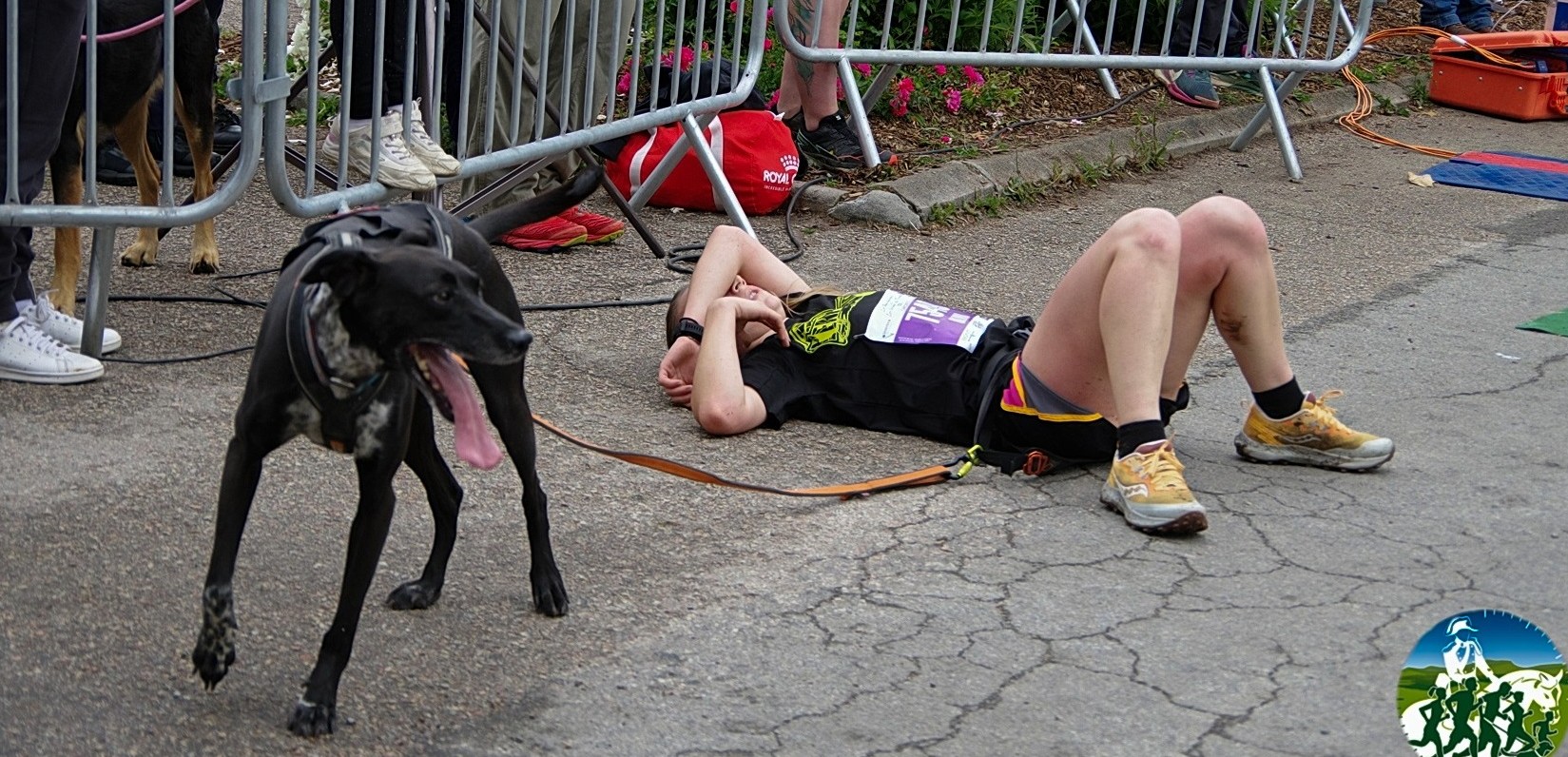 84 - Le chien tire la langue mais il reste debout